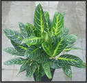 Chinese evergreen